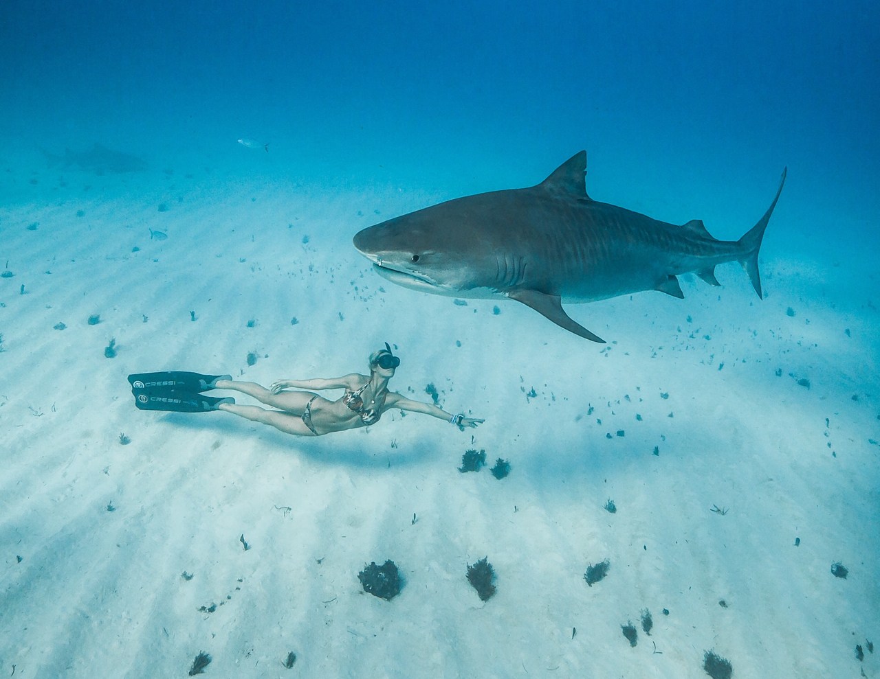 Ocean Ramsey, la sirena dalle lunghe pinne che parla agli squali